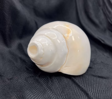 Conch, plain, Temple Quality